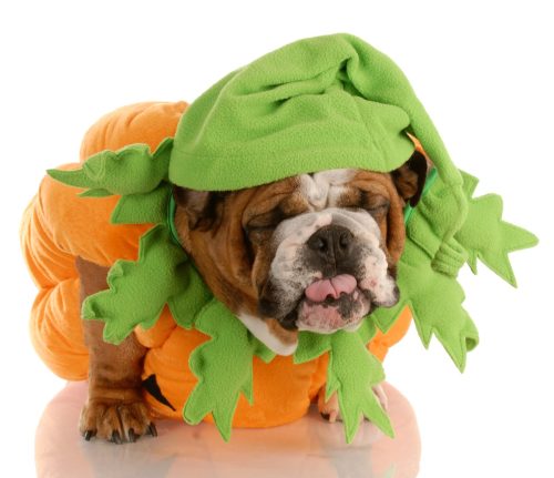 dog dressed as pumpkin