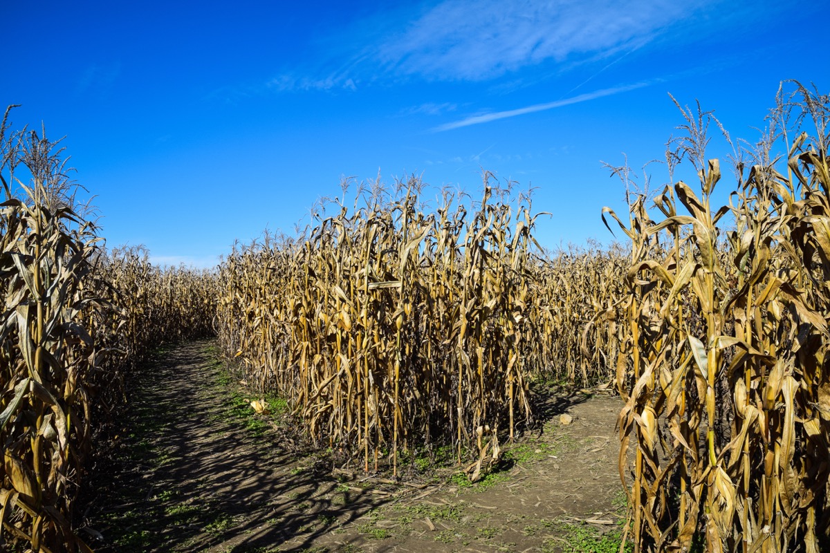 dried corn field