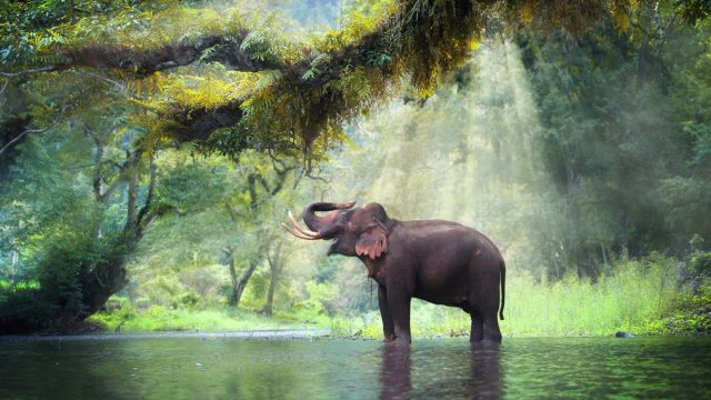 elephant in lake