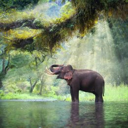 elephant in lake