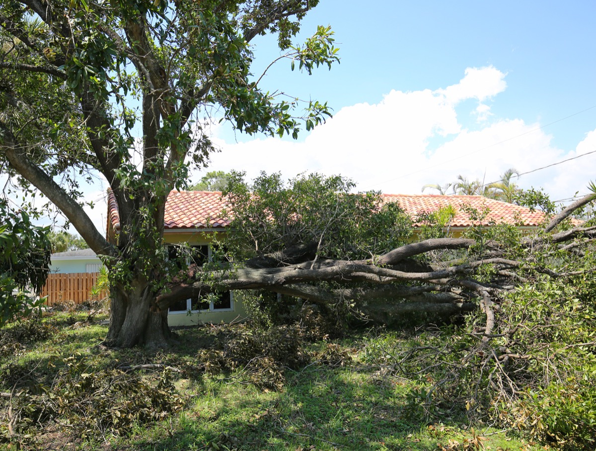 fallen tree in a front yard