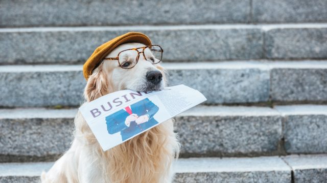golden retriever in glasses and beret