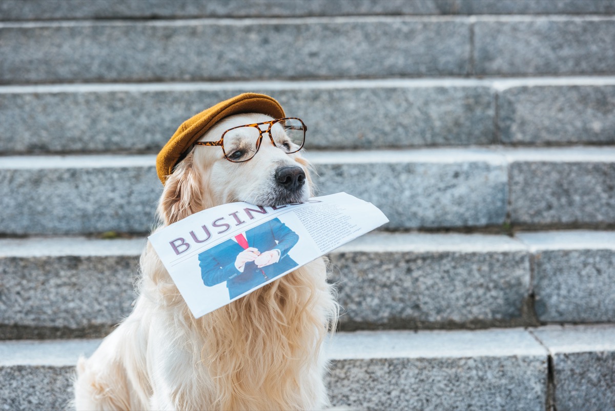 golden retriever in glasses and beret
