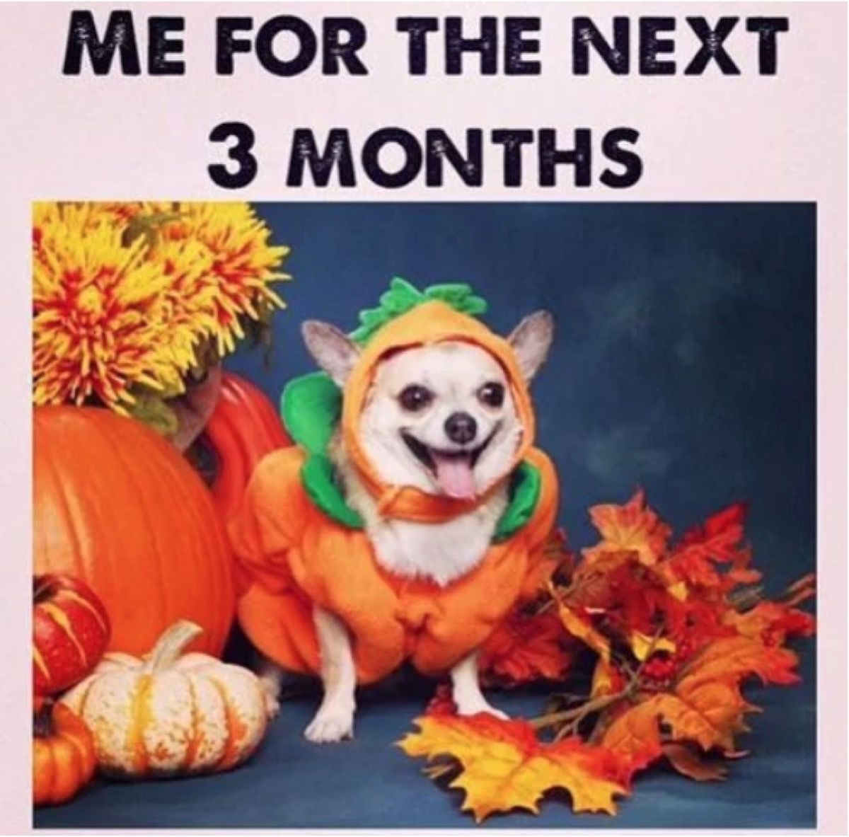 30 Fall Memes For The Autumn Obsessed Funny Fall Memes