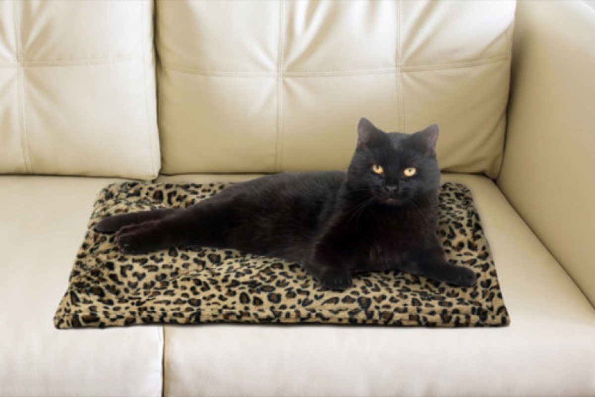 black cat on leopard print mat, cat playground