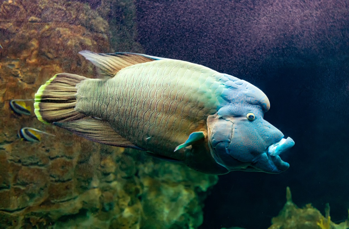 humphed wrasse