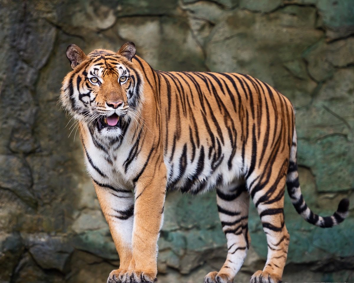 Indochinese Tiger Facts Information Hd Pictures And All Indochinese Tiger Facts Information Hd Pictures And All