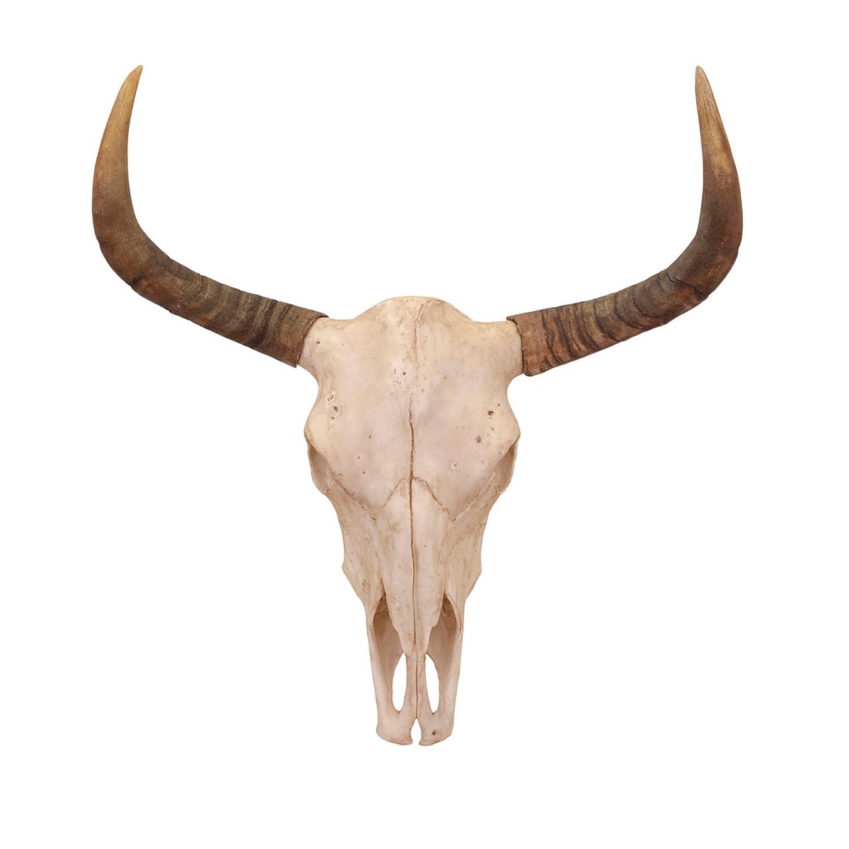 steer skull on white background, rustic farmhouse decor