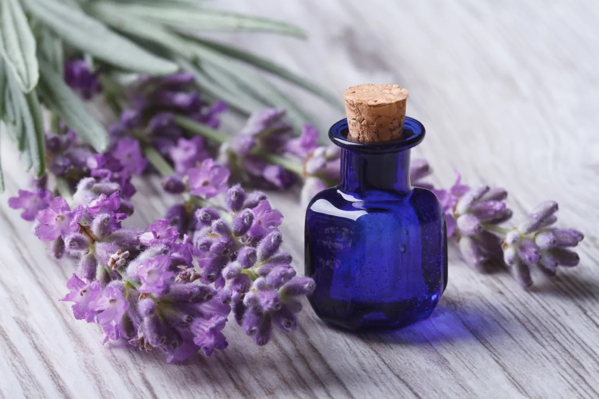 lavender oils, worry less