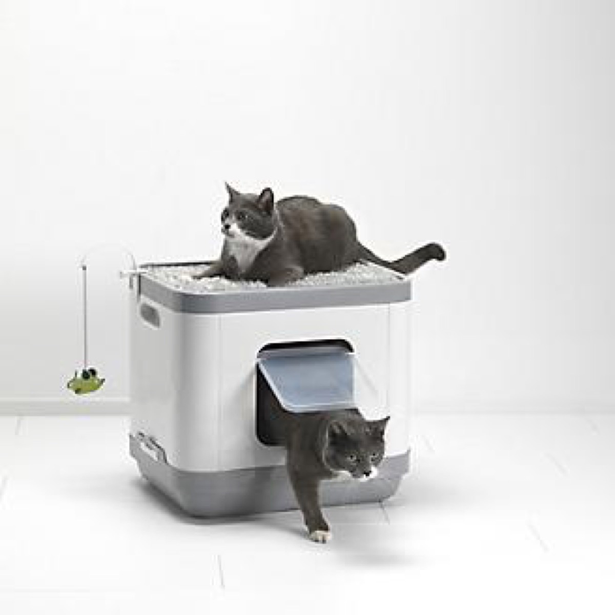 gray and white cats sitting in and on litter box, cat playground