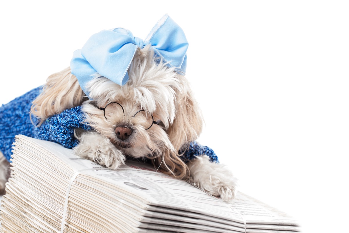 maltese terrier sleeping on top of newspapers