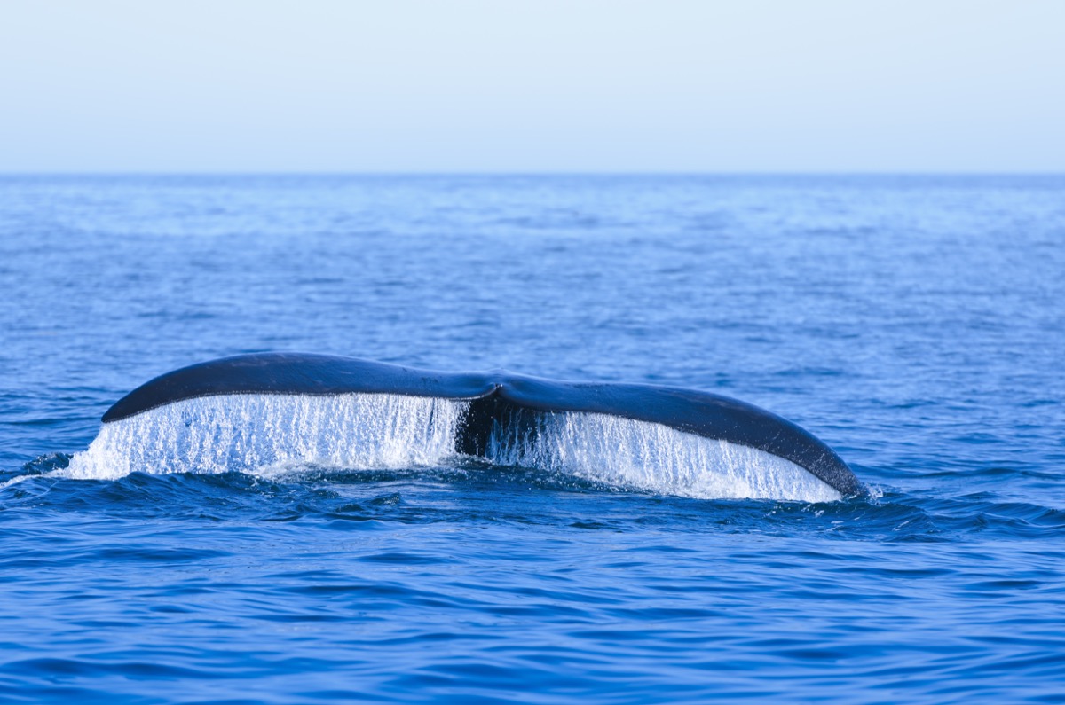 north atlantic right whale