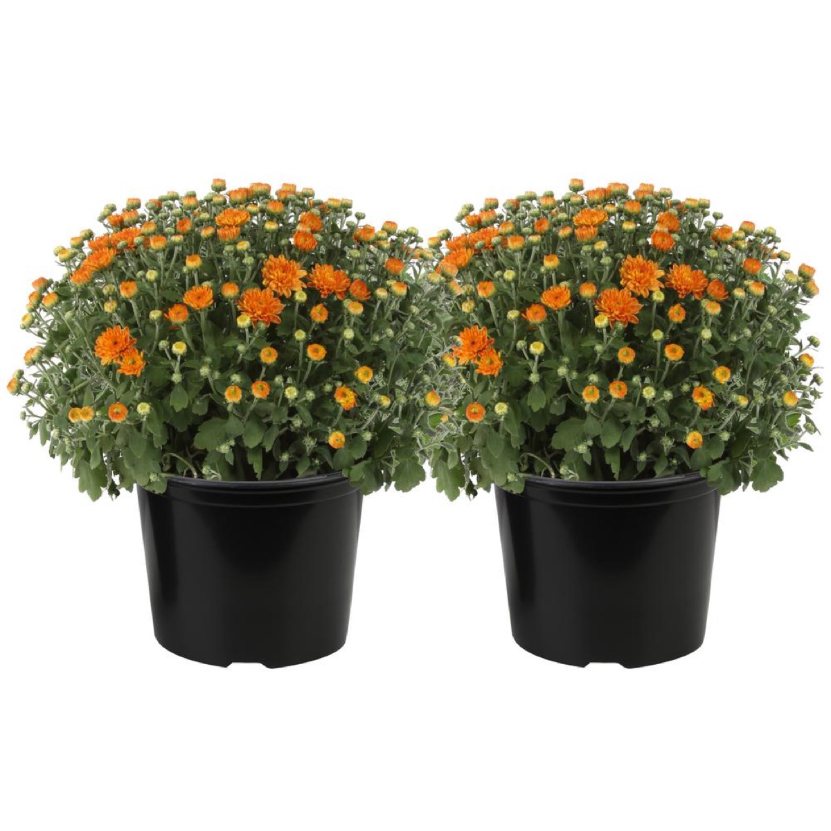 orange flowers in black pots, fall decorating tips