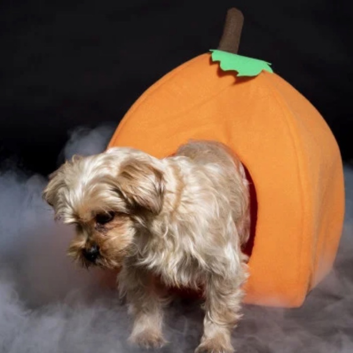 dog coming out of felt pumpkin, dollar store fall decor