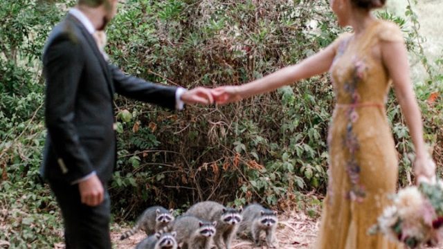 raccoon wedding photobomb