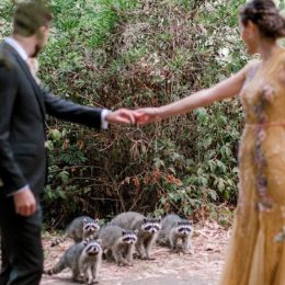 raccoon wedding photobomb