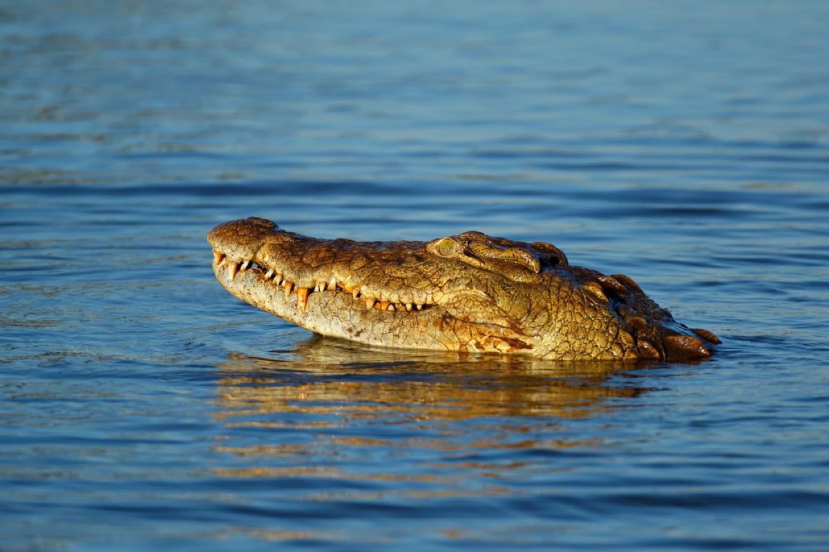 nile crocodile in the water