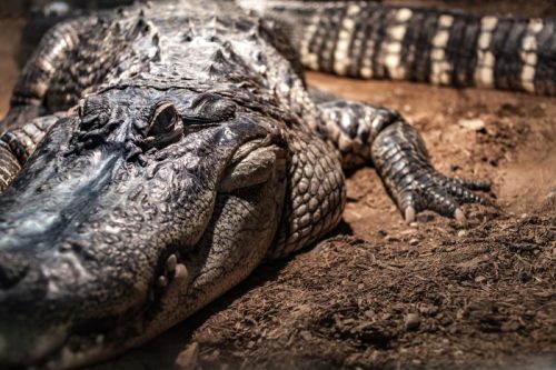 crocodile in a swamp