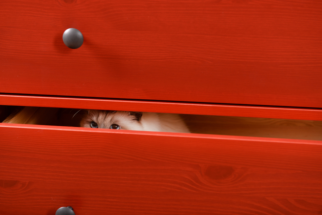 Why Do Cats Hide? Experts Explain Why Cats Hide in Weird Places
