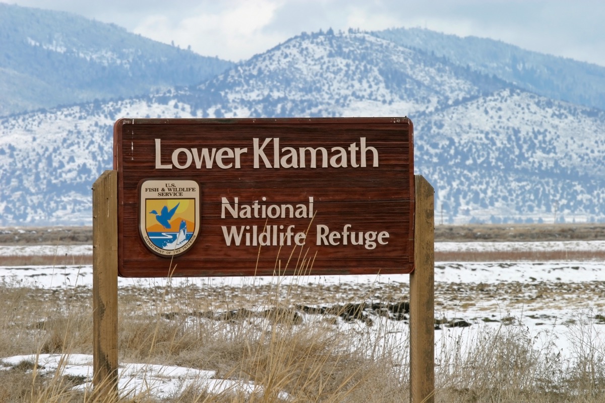 17 Small Things You Can Do to Help Endangered Species — Best Life