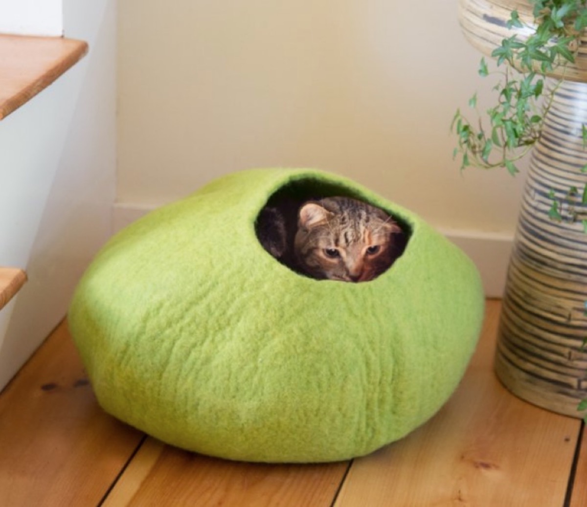 cat in green wool cat bed, cat playground