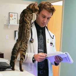 powers family medicine cat therapy