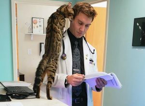 powers family medicine cat therapy