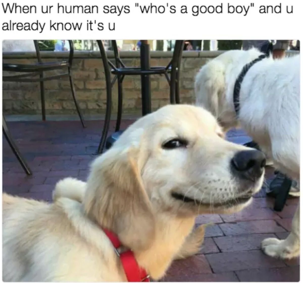 30 Funny Dog Memes To Make You Howl With Laughter - Cute Dog MemesBest Life