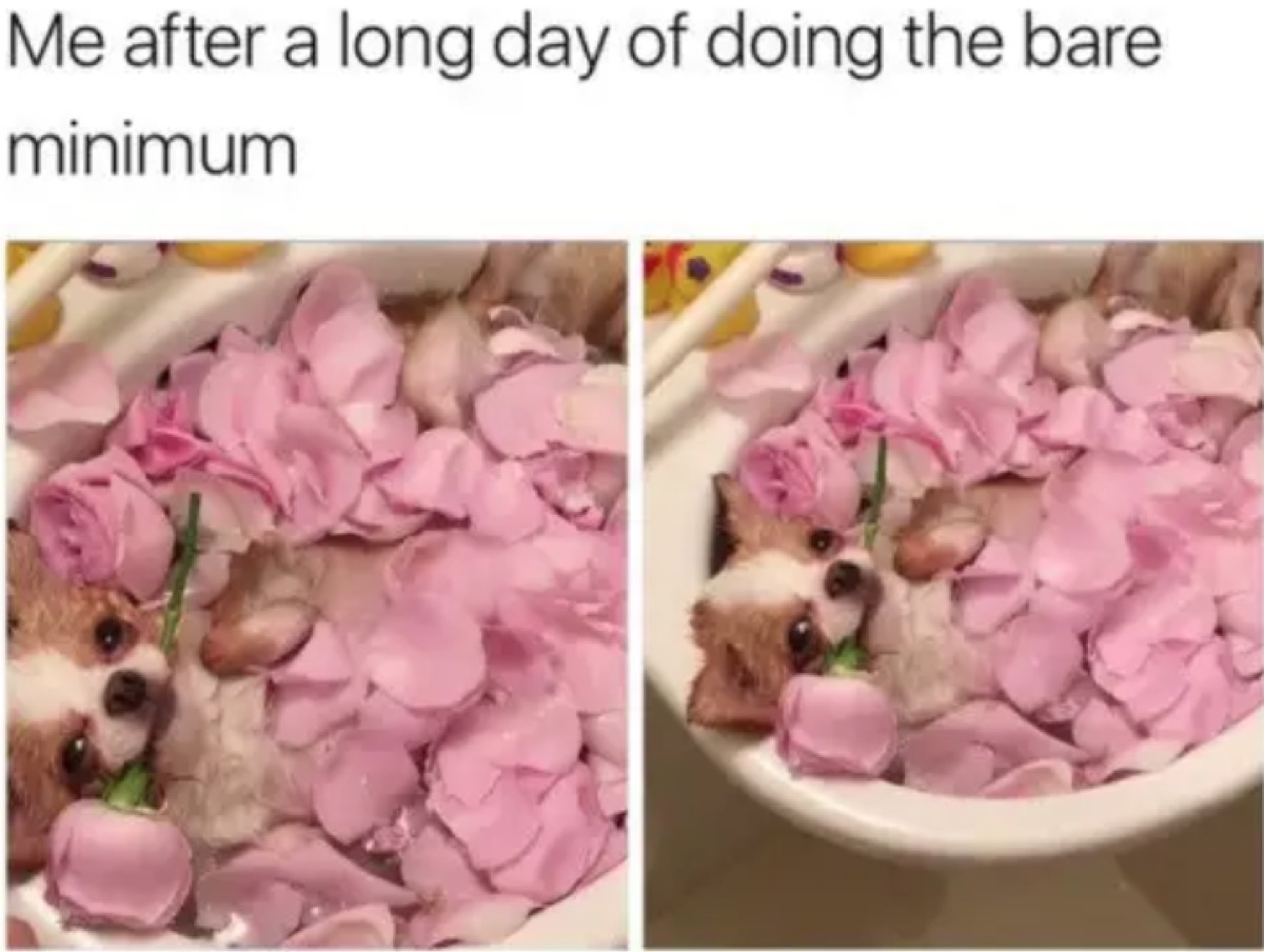 dog relaxing in rose petals dog memes