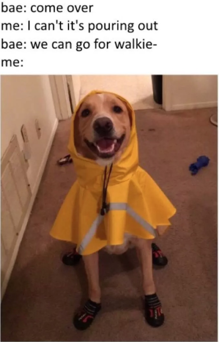 dog wearing raincoat dog memes