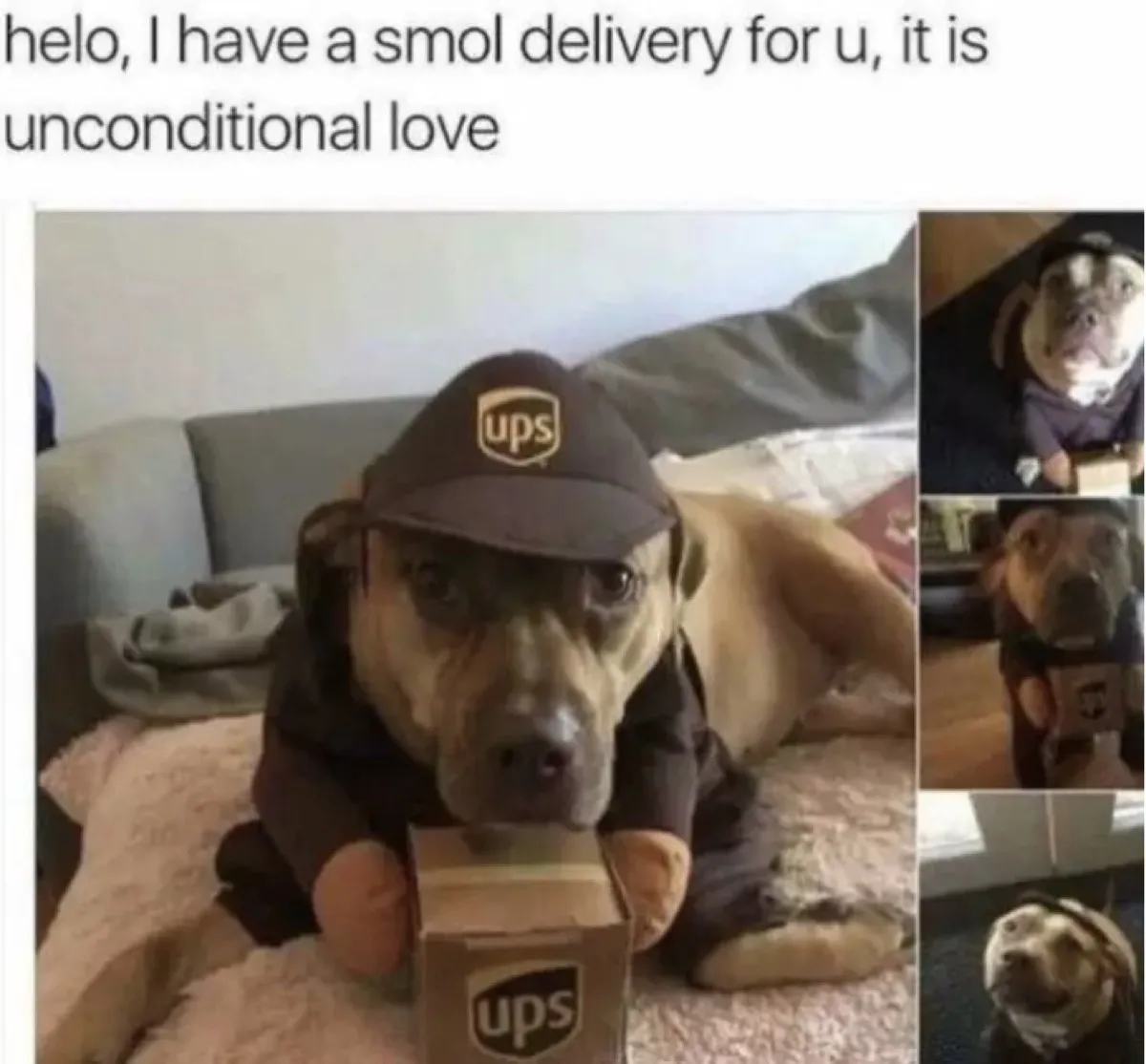UPS delivering love dog memes