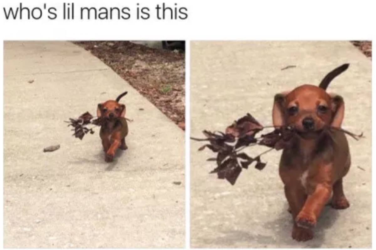 30 Funny Dog Memes to Make You Howl With Laughter Cute Dog Memes