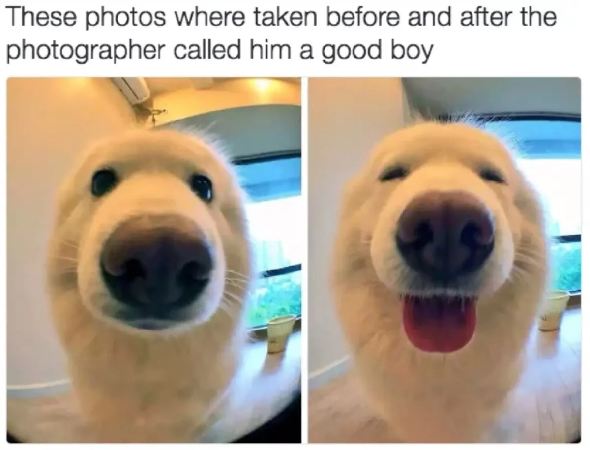 30 Funny Dog Memes to Make You Howl With Laughter - Cute Dog Memes