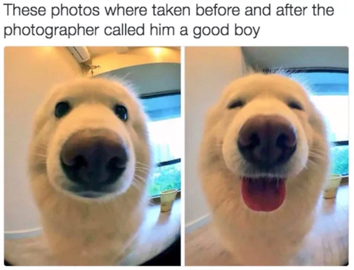 30 Funny Dog Memes To Make You Howl With Laughter Cute Dog MemesBest Life 30 Funny Dog Memes To Make You Howl With Laughter Cute Dog MemesBest Life