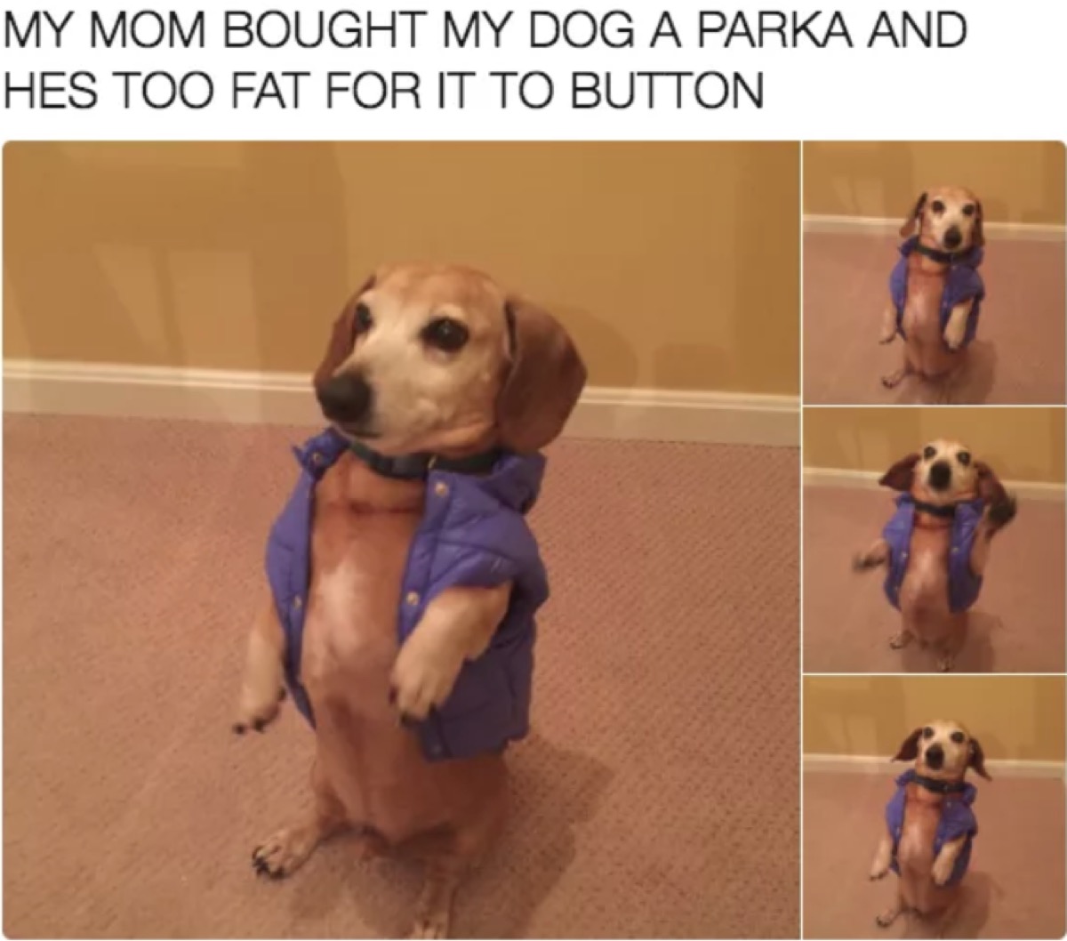 dog doesn't fit in jacket meme 