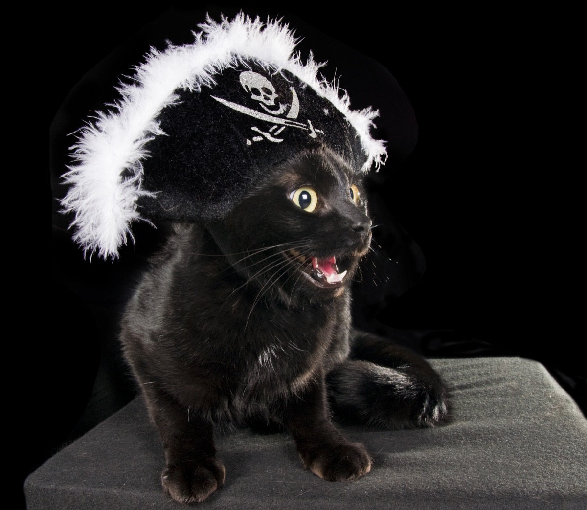 black cat wearing a pirate hat