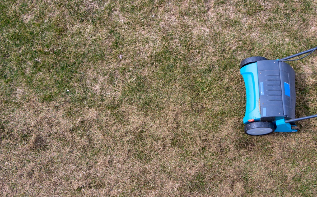 blue lawn aeration device on brown lawn