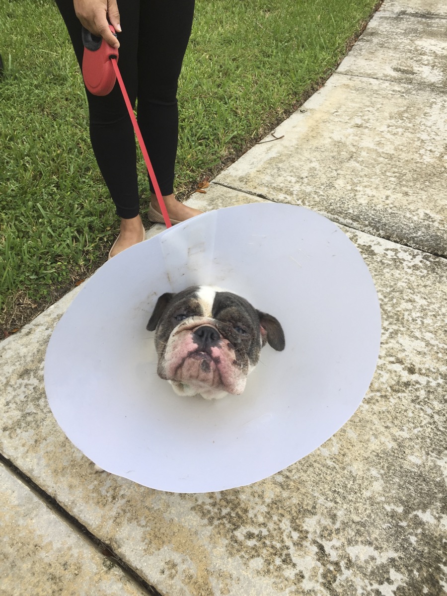 Bulldog wearing a cone of shame
