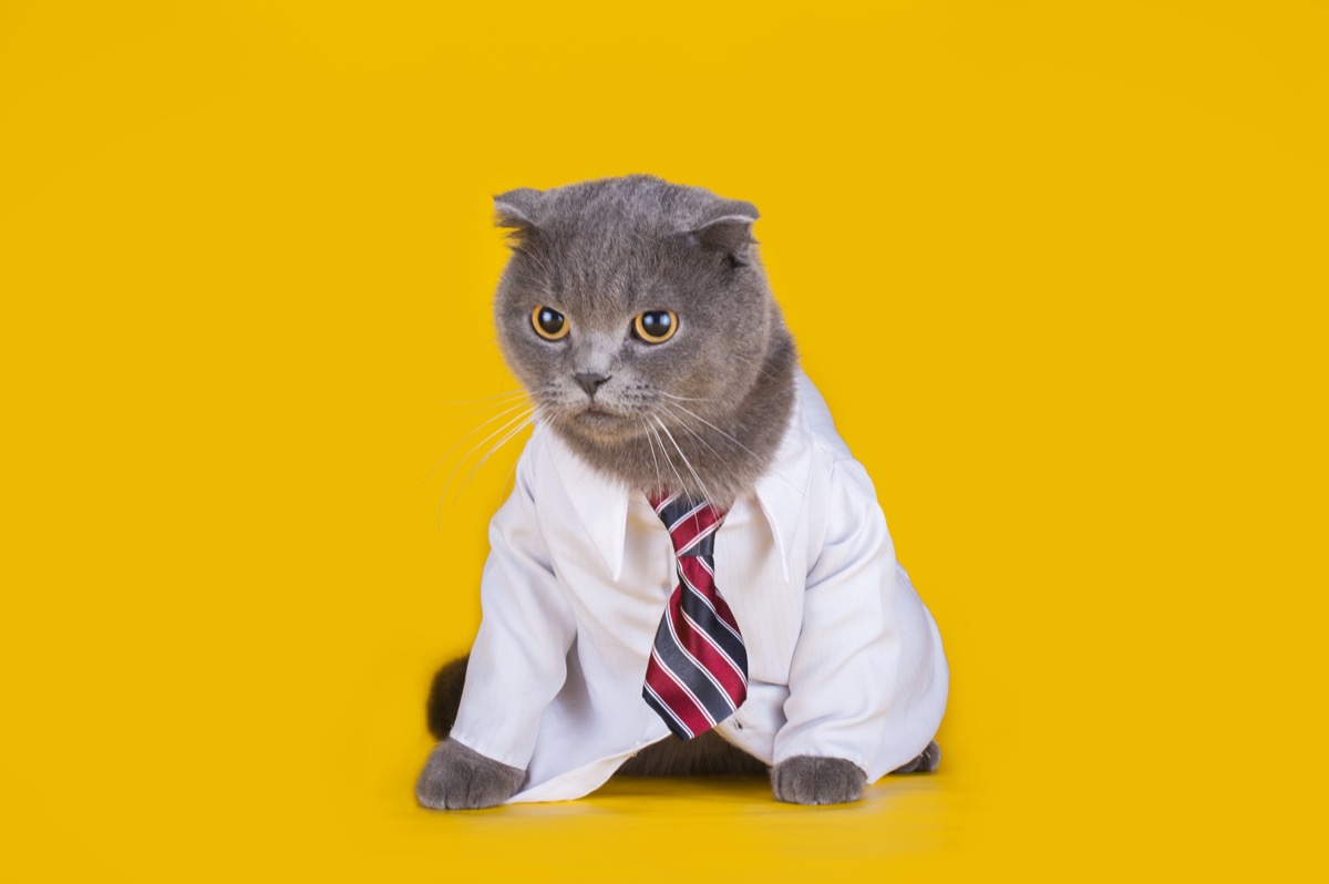 a cat dressed up in business casual clothing
