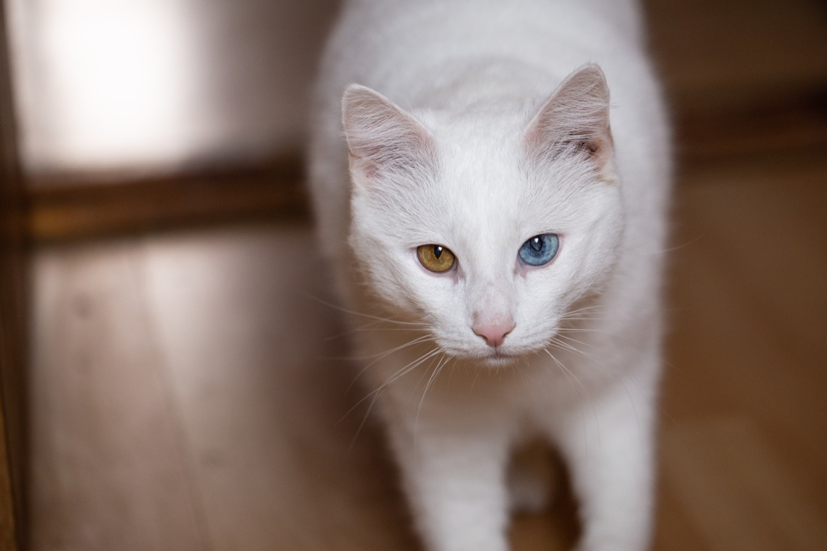 Cat with different-colored eyes