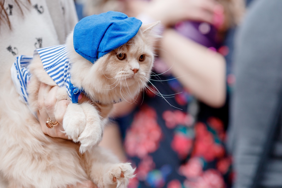 a cat wearing a beret and a french sailor shirt