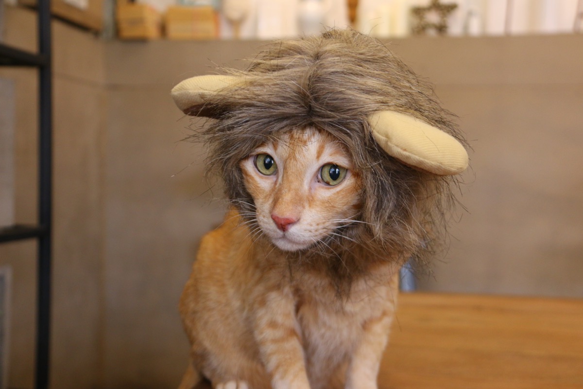 cat in a tiger costume