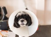 Cute and confused dog wearing a cone of shame