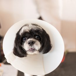 Cute and confused dog wearing a cone of shame