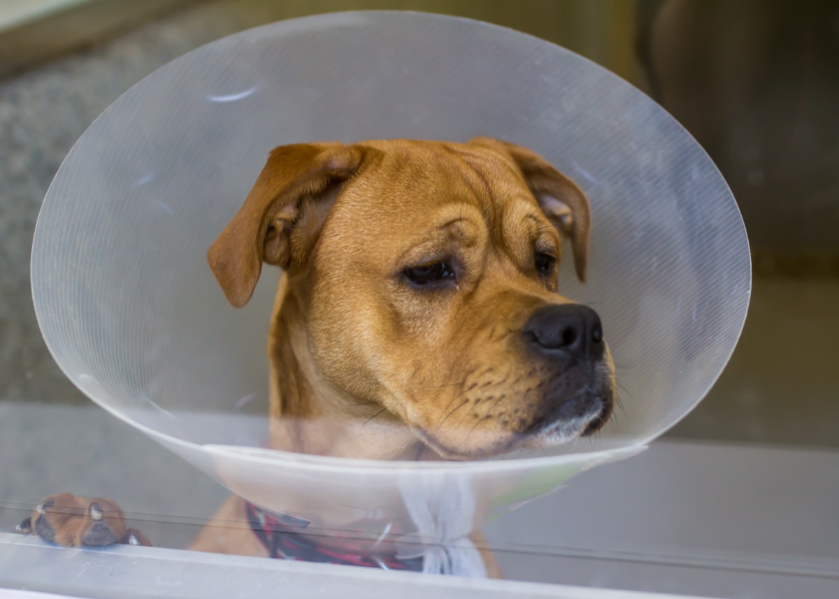 Cute sad dog wearing a medical collar