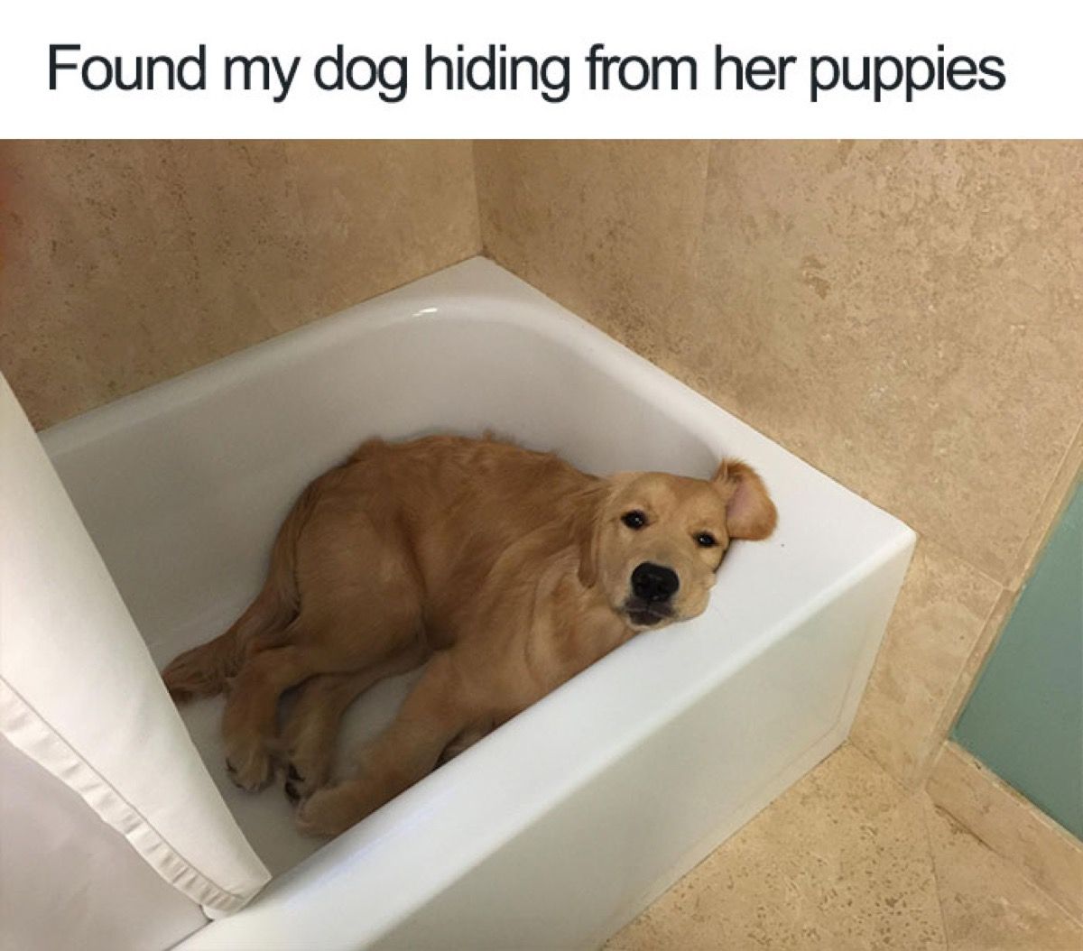 30 Funny Dog Memes To Make You Howl With Laughter - Cute Dog MemesBest Life