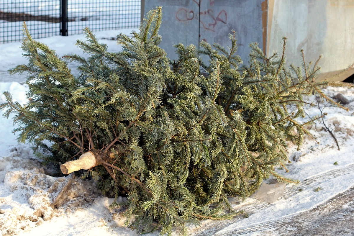 A discarded christmas tree sitting on the curb