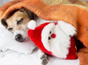 Dog under a blanket cuddling a Santa toy