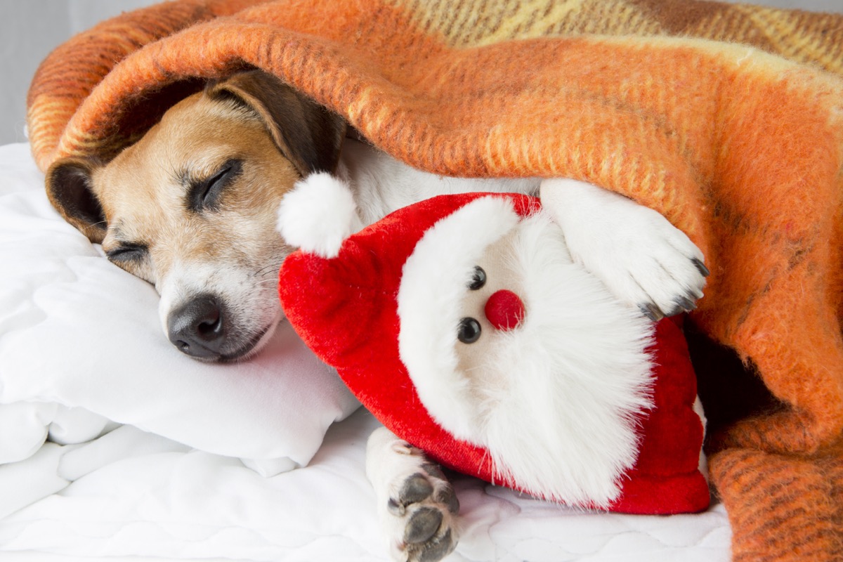 13 Ways to Help Animal Shelters This Winter — Best Life