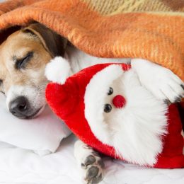 Dog under a blanket cuddling a Santa toy